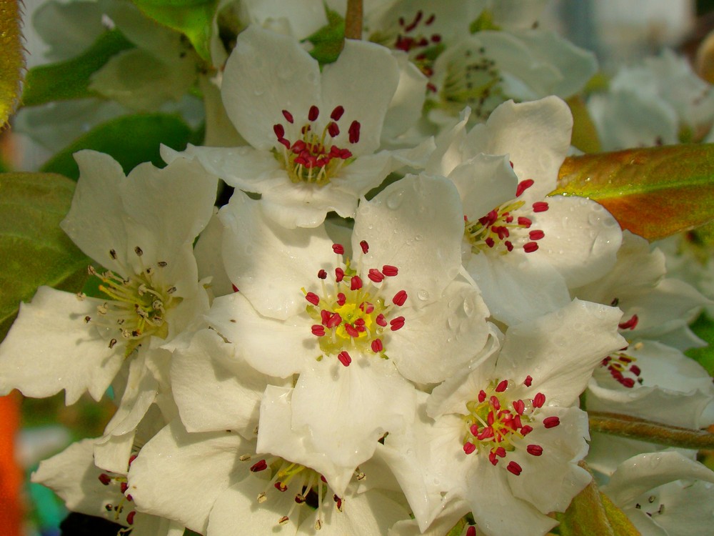 fleurs de pommier du japon