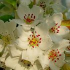 fleurs de pommier du japon