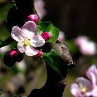 FLEURS DE POMMIER