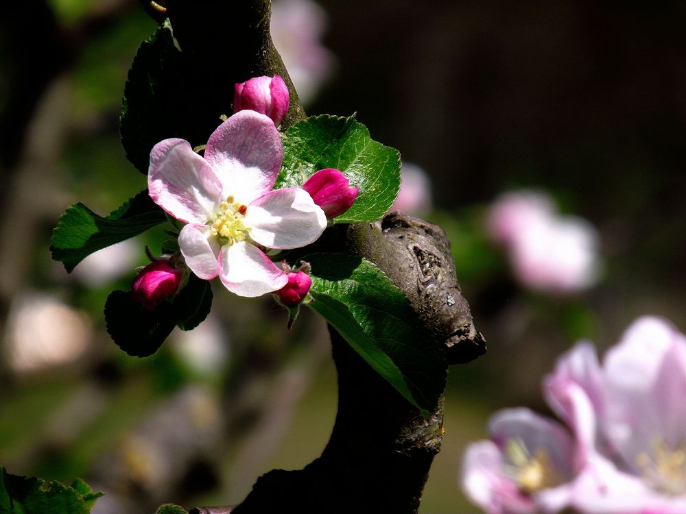 FLEURS DE POMMIER