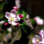 FLEURS DE POMMIER