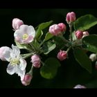 Fleurs de pommier "Jonagold"