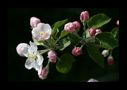 Fleurs de pommier "Jonagold" de fotophilou 