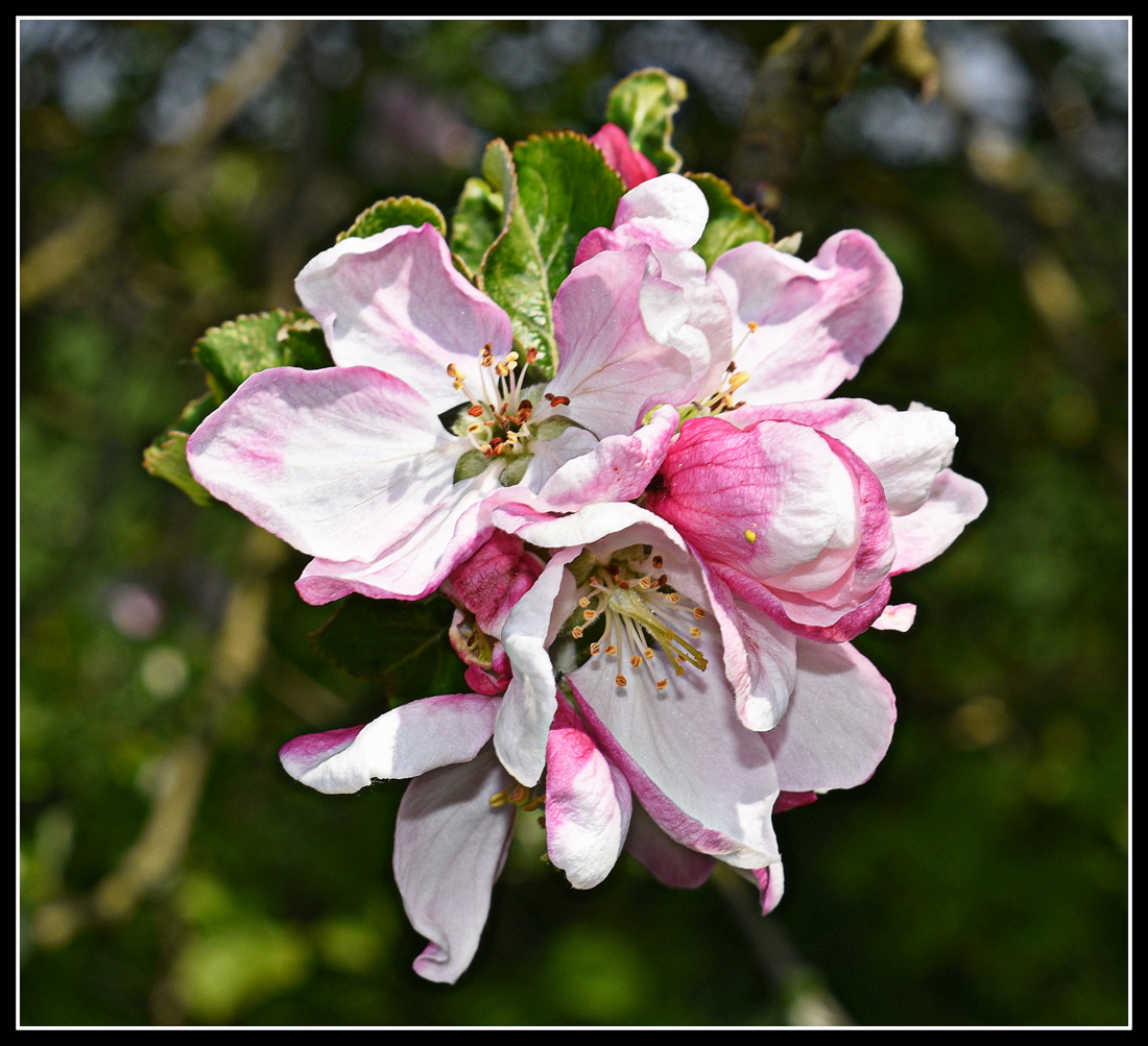 fleurs de pommiers