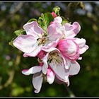 fleurs de pommiers