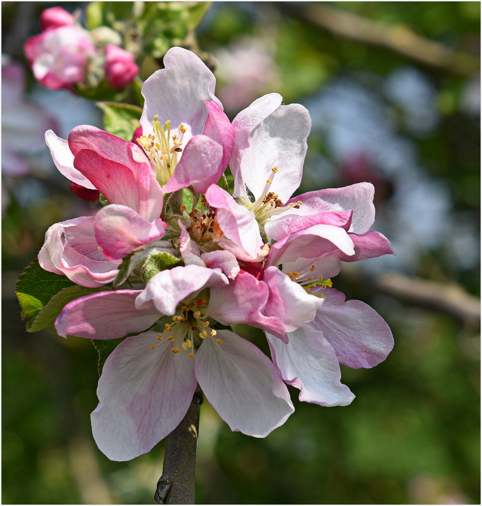 fleurs de pommiers