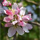 fleurs de pommiers