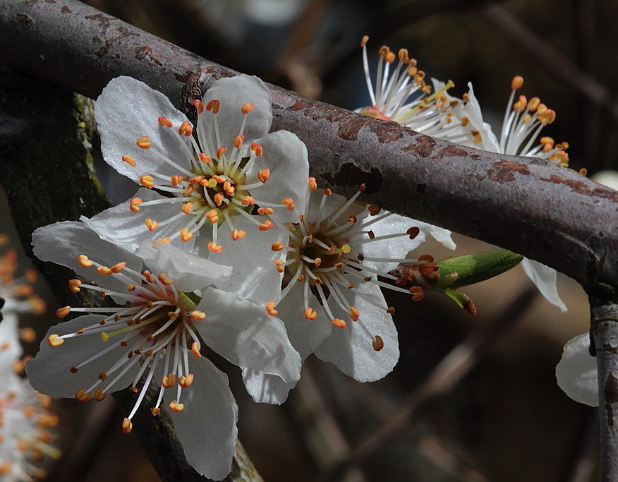 FLEURS DE POMMIERS  