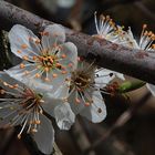 FLEURS DE POMMIERS  