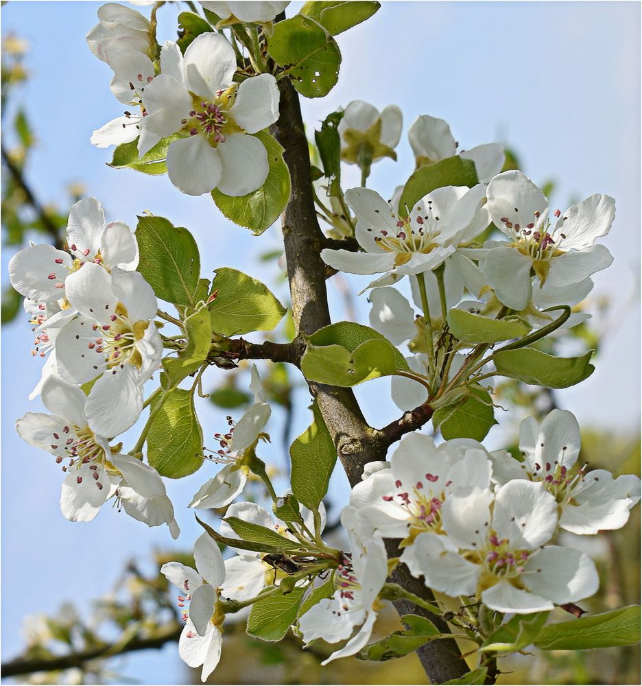 fleurs de pommiers