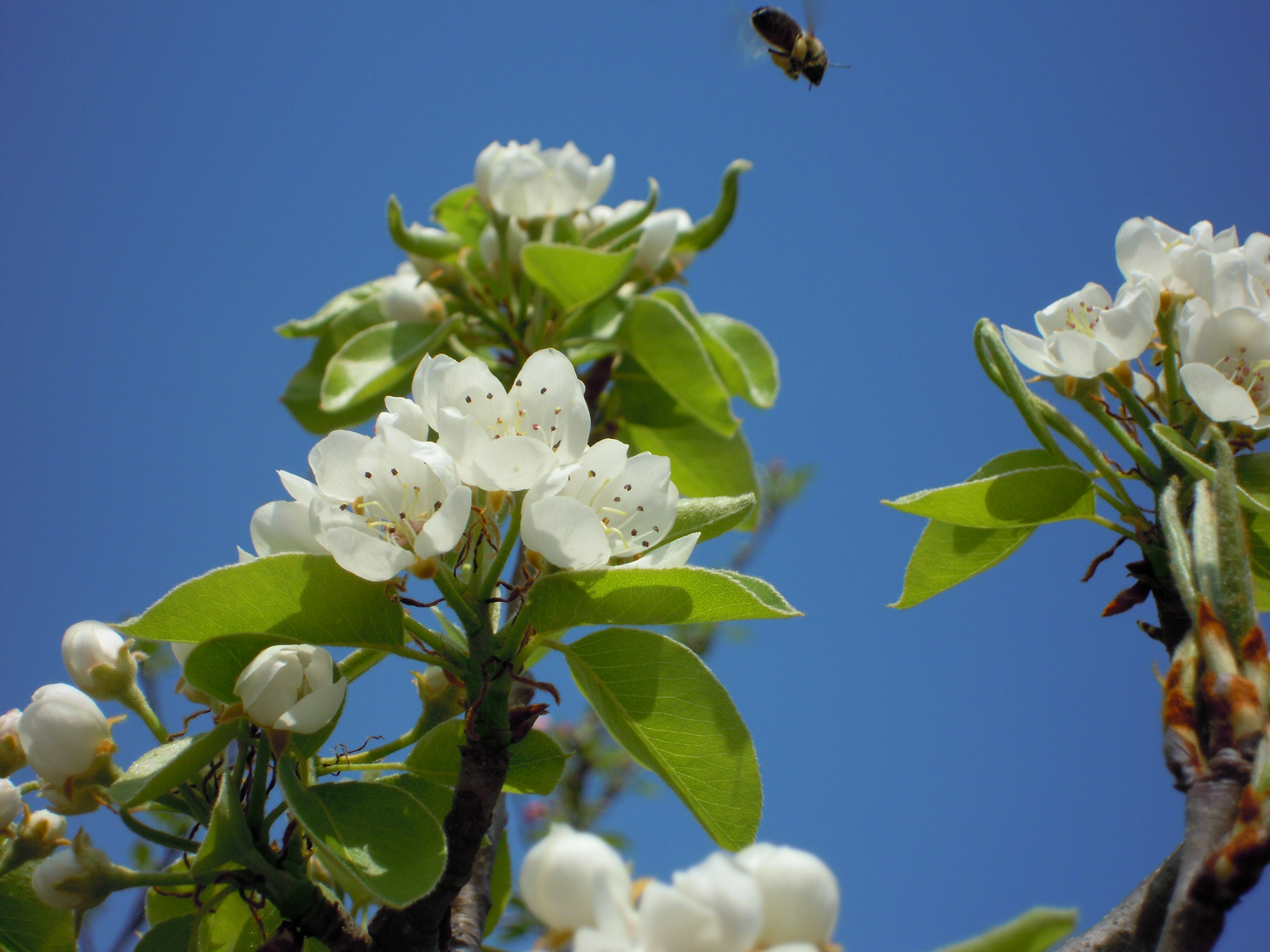 fleurs de pommiers paré à se faire butiner