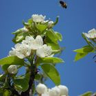 fleurs de pommiers paré à se faire butiner