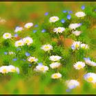 Fleurs de Pâques