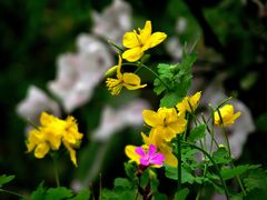 FLEURS DE PRINTEMPS