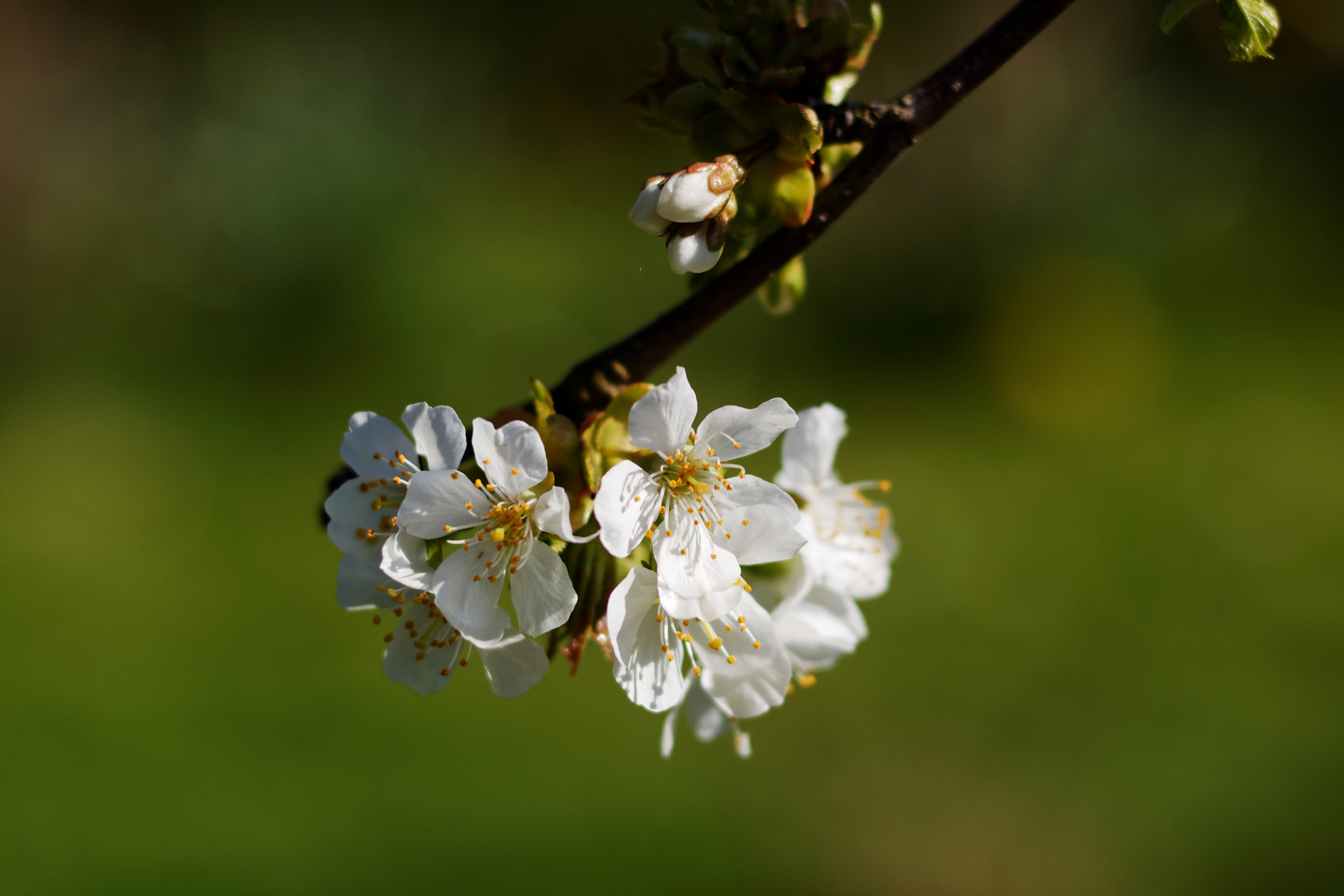 Fleurs de printemps 3