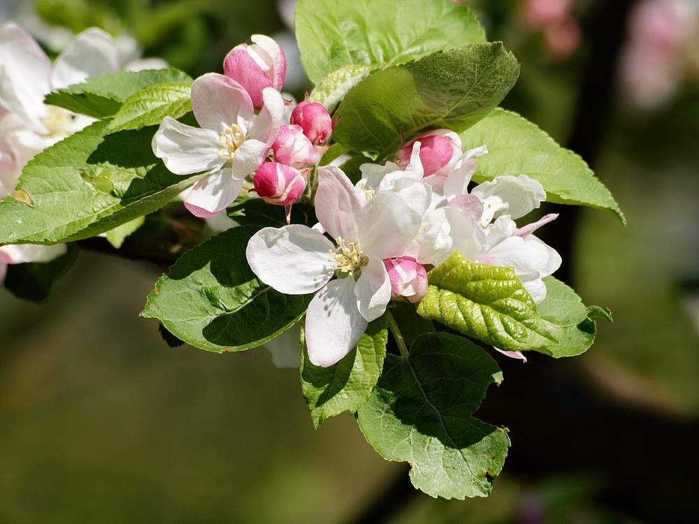 Fleurs de printemps