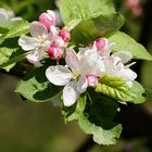 Fleurs de printemps