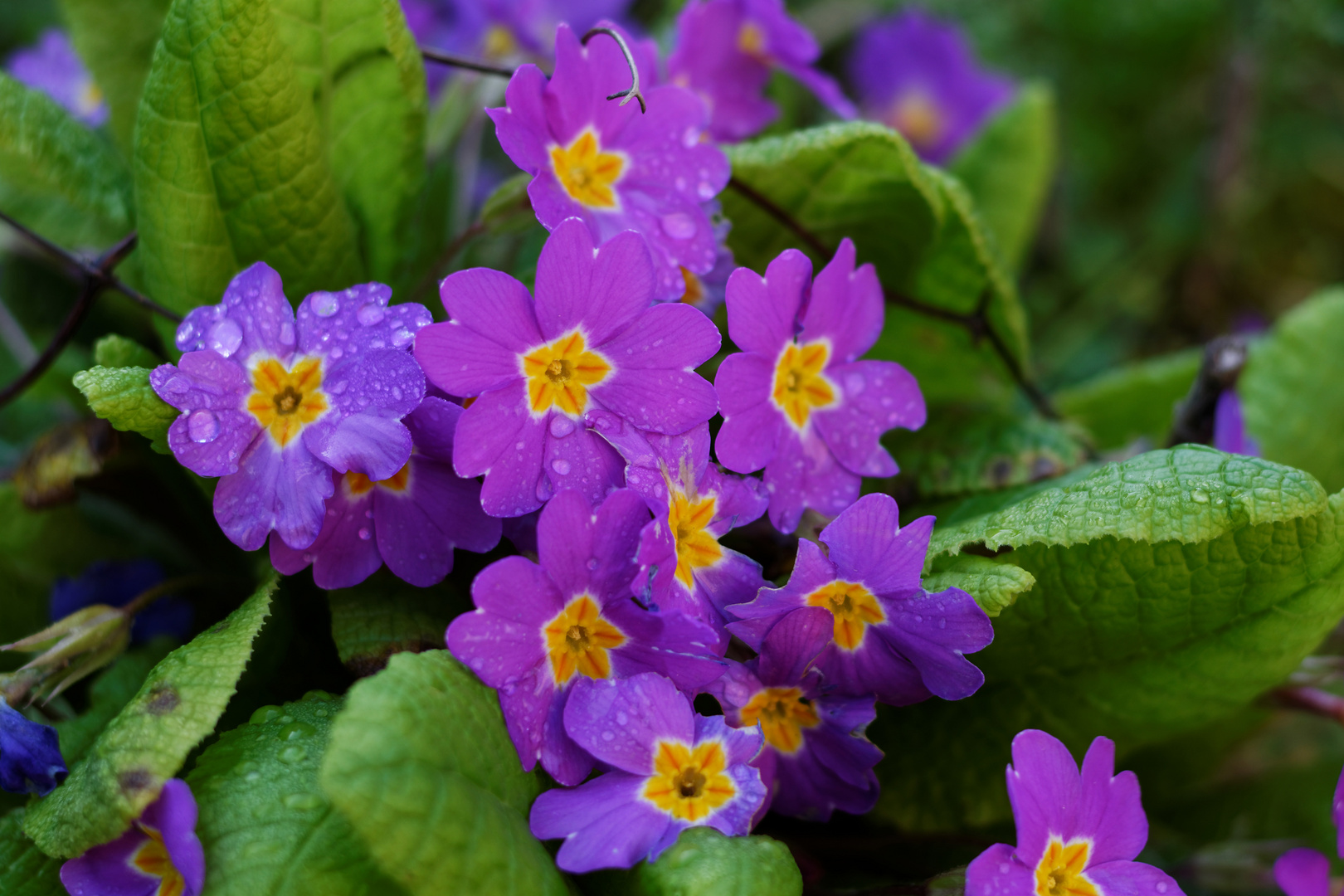 Fleurs de printemps