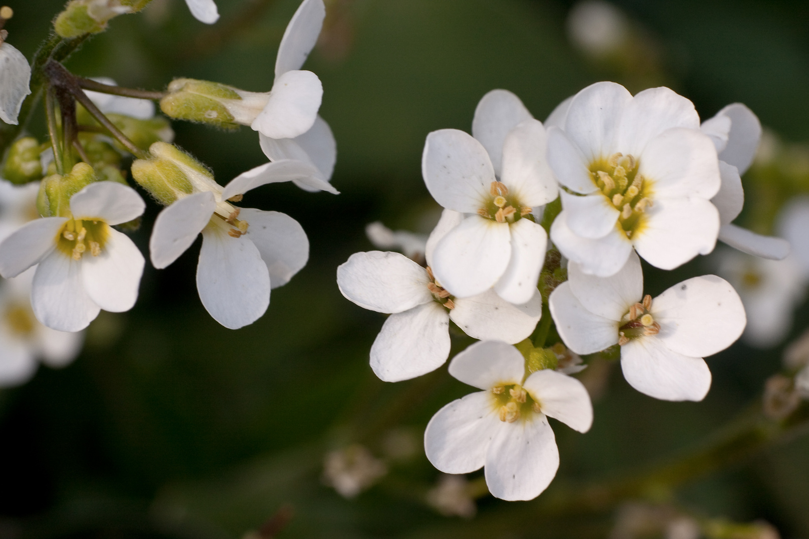 fleurs de printemps...