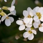 fleurs de printemps...