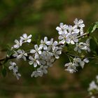 " Fleurs de Printemps "