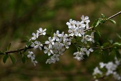 " Fleurs de Printemps "