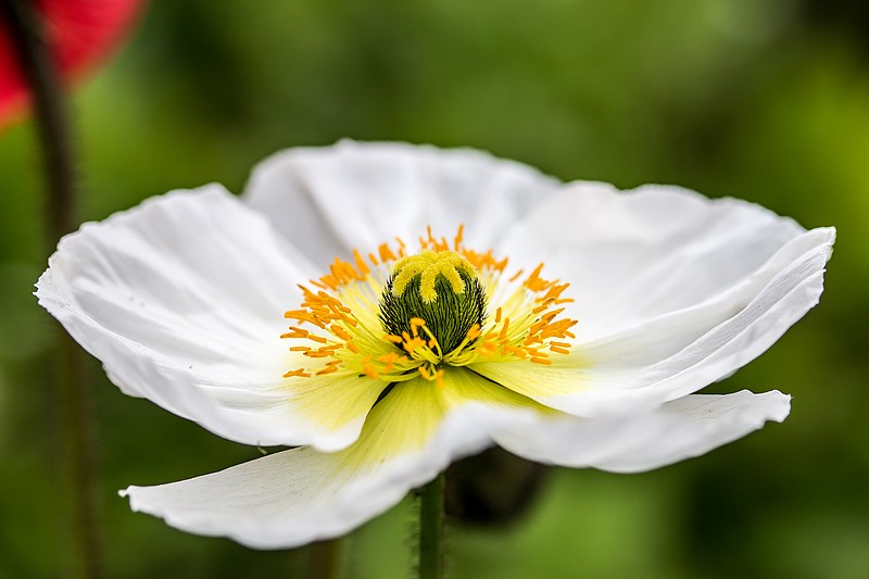 Fleurs de printemps