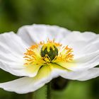 Fleurs de printemps