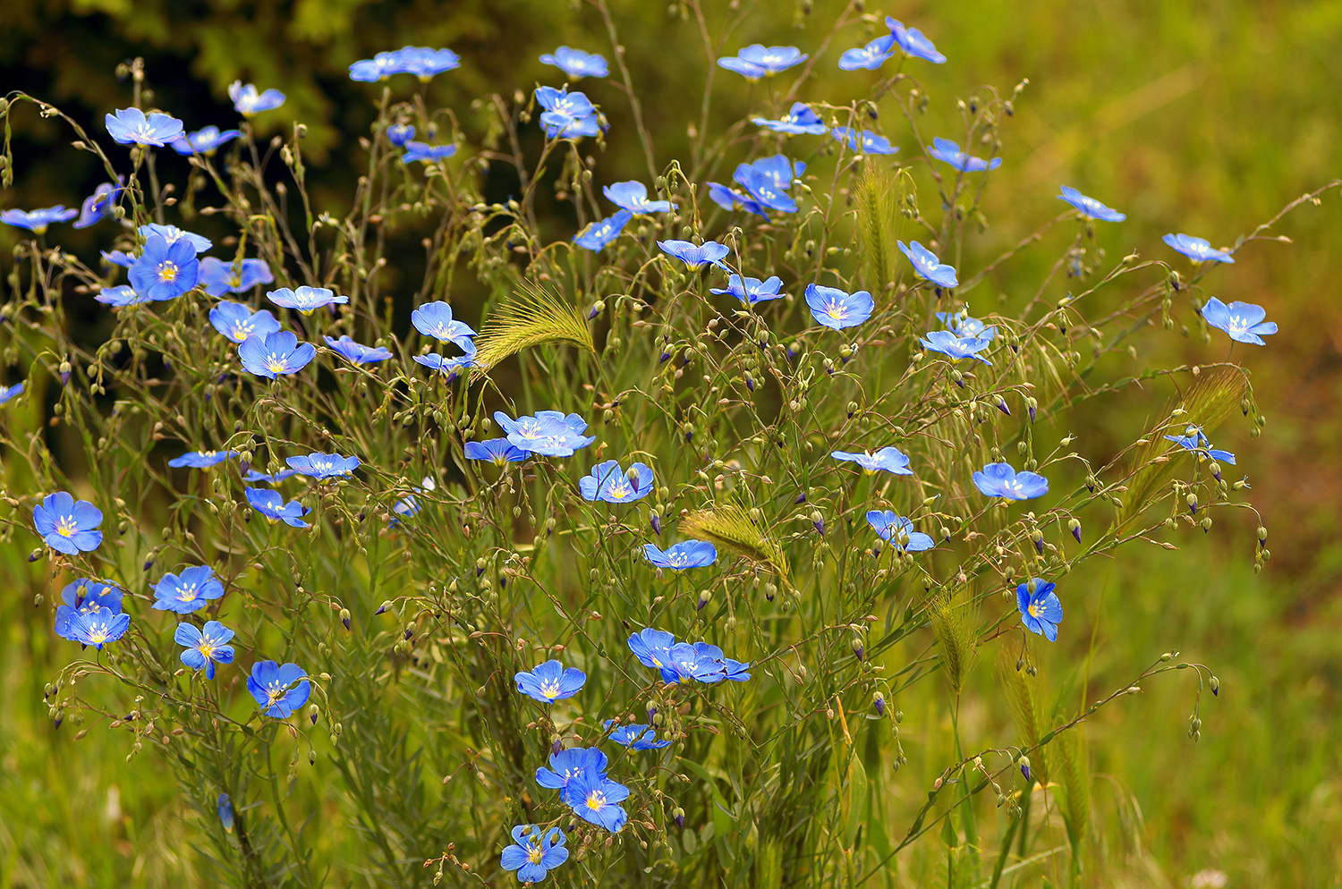 Fleurs de printemps 