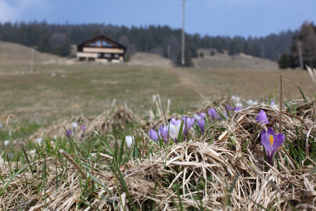 Fleurs de printemps dans les alpages