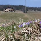 Fleurs de printemps dans les alpages