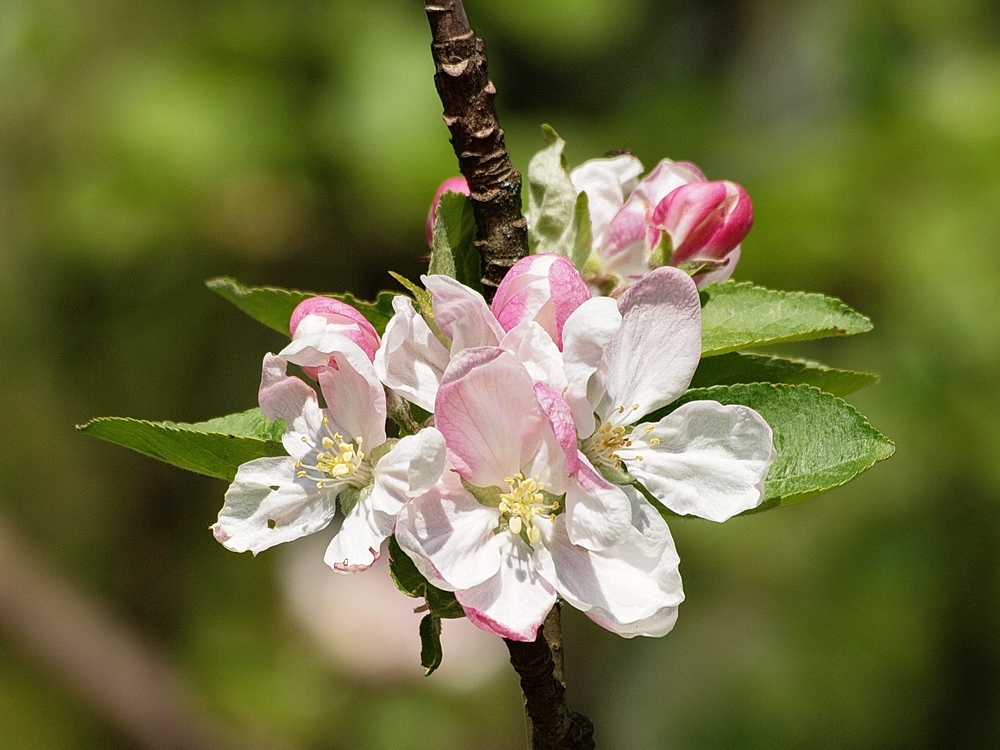 Fleurs de printemps.