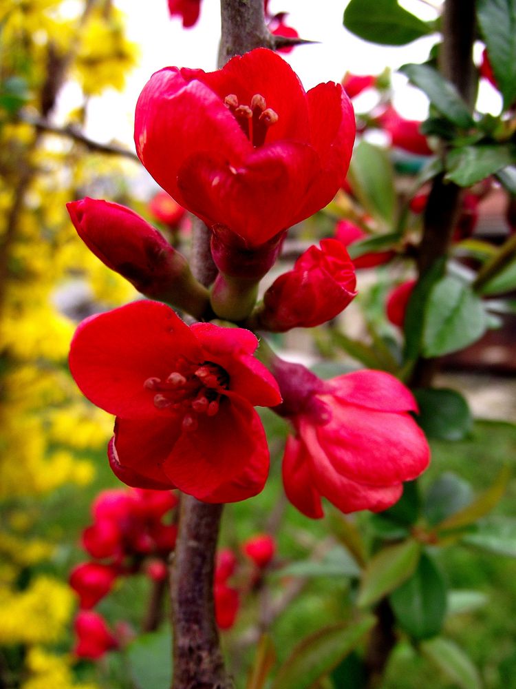 FLEURS DE PRINTEMPS EN ROUGE ET JAUNE