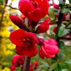 FLEURS DE PRINTEMPS EN ROUGE ET JAUNE