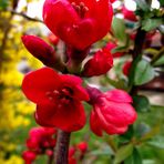 FLEURS DE PRINTEMPS EN ROUGE ET JAUNE