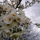 Fleurs de printemps sous ciel d'hiver .