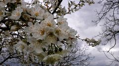 Fleurs de printemps sous ciel d'hiver .