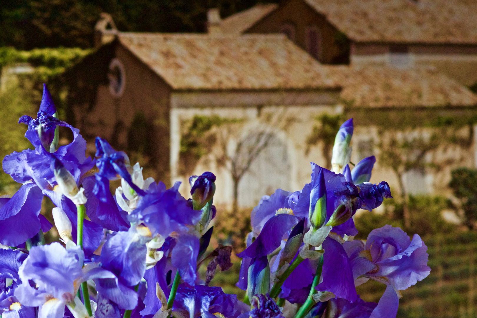 fleurs de Provence