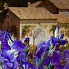 fleurs de Provence