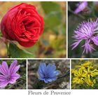 Fleurs de Provence