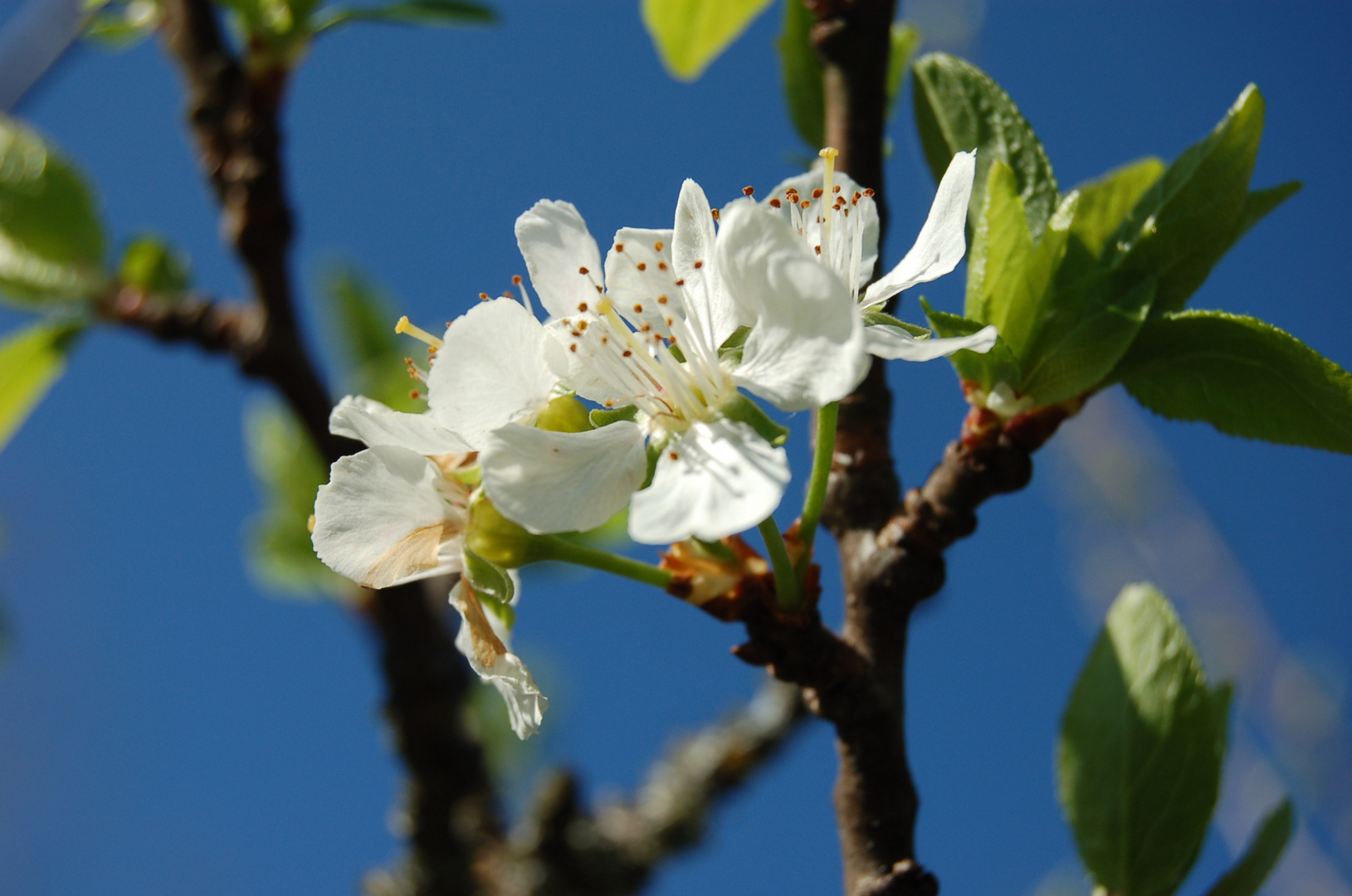 Fleurs de prunier