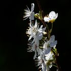 fleurs de prunier