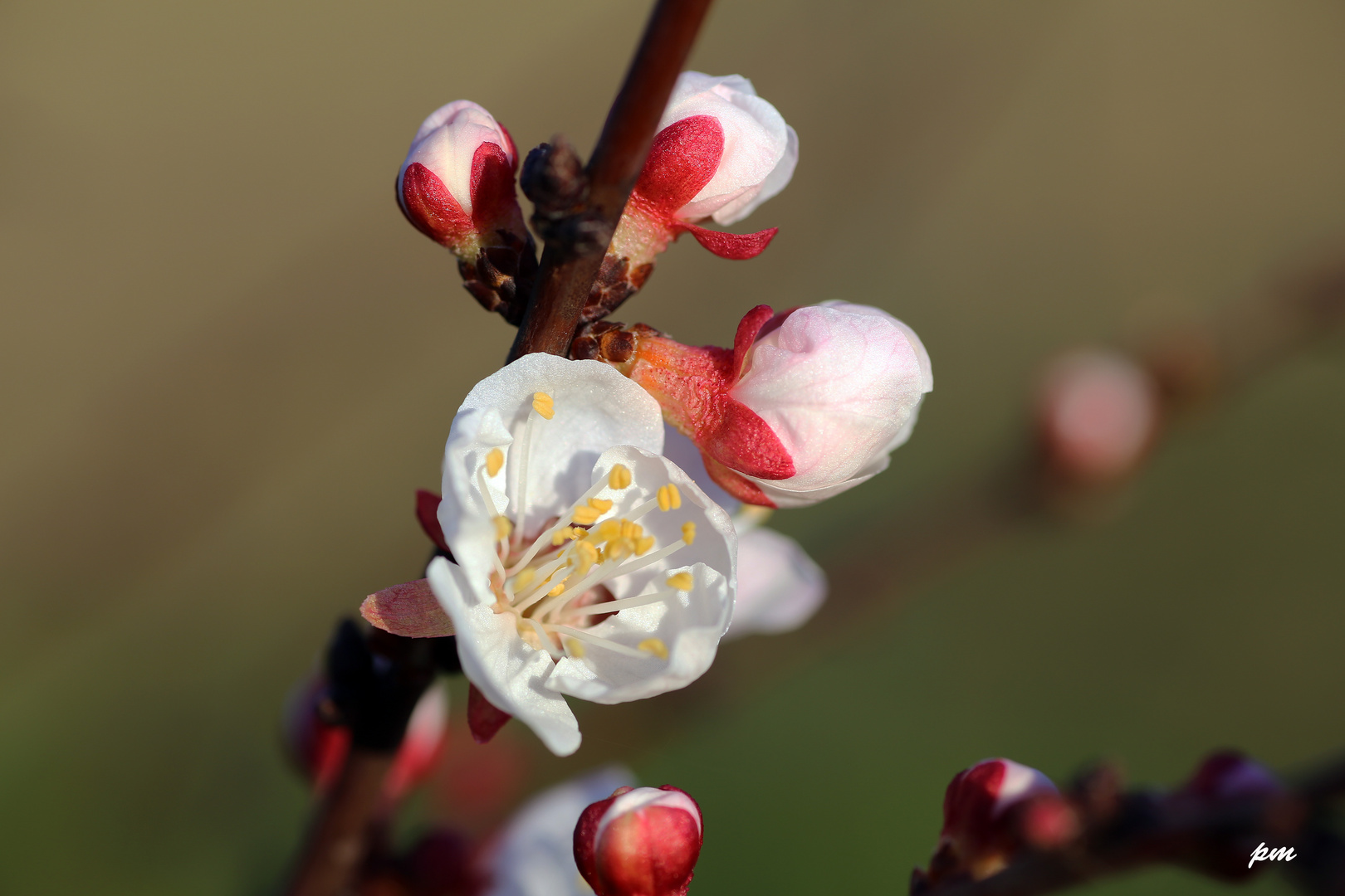 Fleurs de prunier N°2