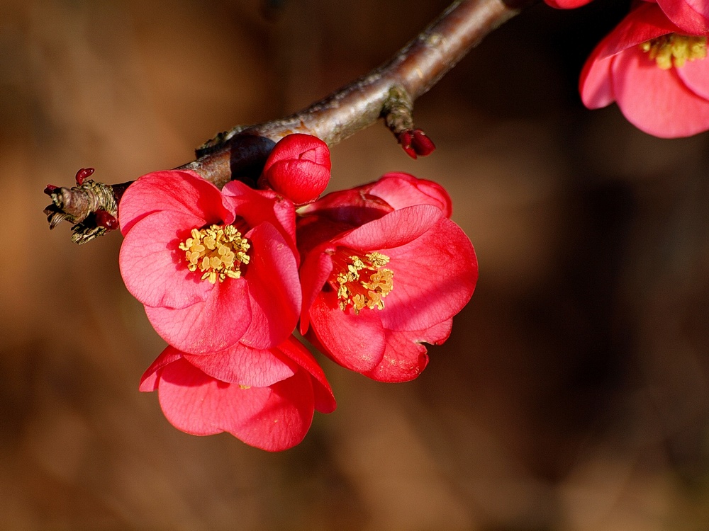 fleurs de prunus