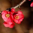 fleurs de prunus