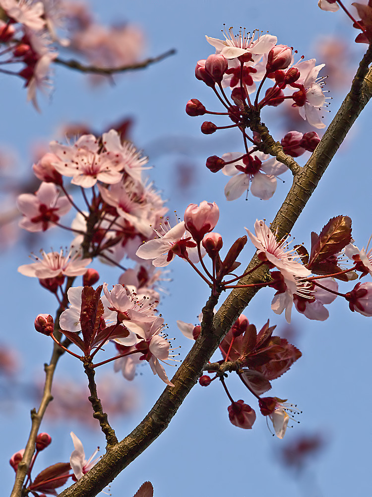 Fleurs de prunus -- Blumen der Kirschpflaume