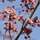 Fleurs de prunus -- Blumen der Kirschpflaume