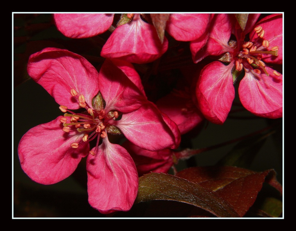 " Fleurs de prunus du japon ?? "