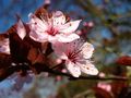 Fleurs de Prunus de moo42 