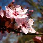 Fleurs de Prunus